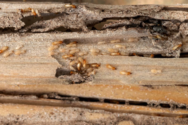 Best Affordable Pest Control Services  in Knoxvle, IL