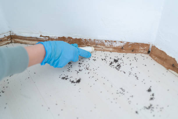 Best Best Pest Control Companies  in Knoxvle, IL