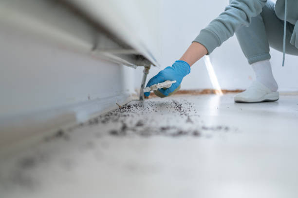 Insect Control in Knoxville, IL
